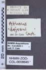 Etiketten zu Athous dejeani (NHMW-ZOO-COL-0008640)